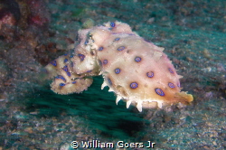 Rare Blue Ring Octopus on the move (toward the photograph... by William Goers Jr 